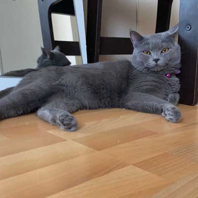 Boyka Erkek British Shorthair