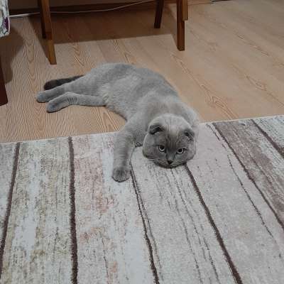 Çapkın Erkek Scottish Fold