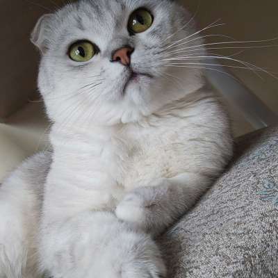 Ozi Erkek British Shorthair