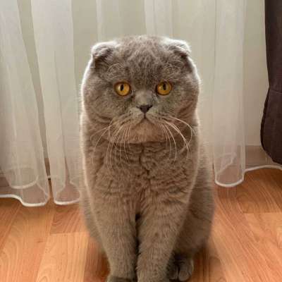 Jack  Bilinmiyor Scottish Fold