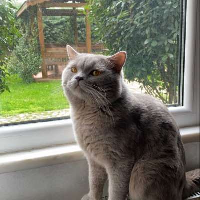 Duman  Erkek British Shorthair