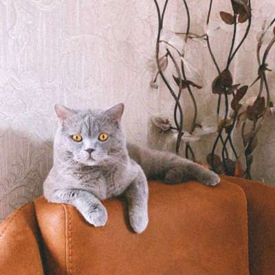 Duman  Erkek British Shorthair