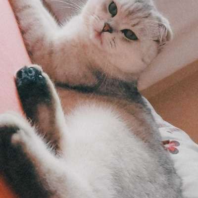 Ozi Erkek British Shorthair