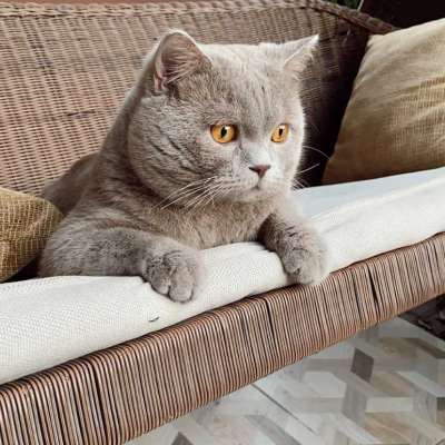 Duman  Erkek British Shorthair