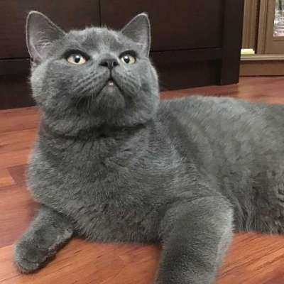 Pablo Erkek British Shorthair