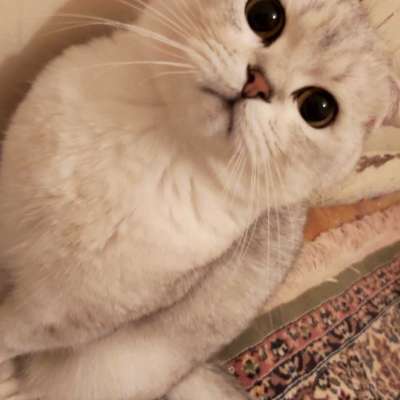 Ozi Erkek British Shorthair