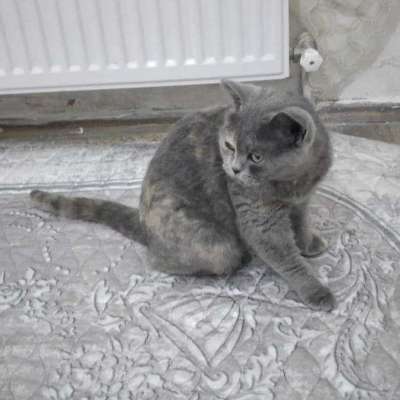 Monica Dişi British Shorthair