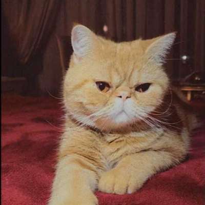 Sushi Erkek Exotic Shorthair