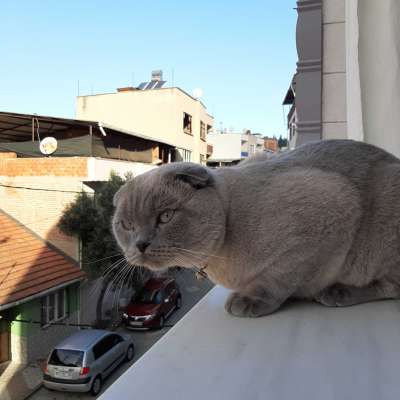 Çapkın Erkek Scottish Fold