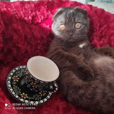 Çiko Dişi Scottish Fold