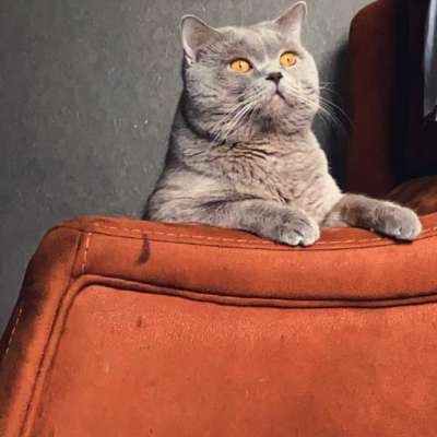 Duman  Erkek British Shorthair