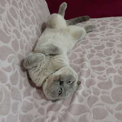 Çapkın Erkek Scottish Fold