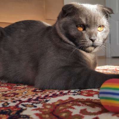 MÜEZZA Erkek Scottish Fold