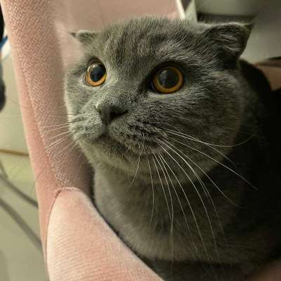 Minik Erkek British Shorthair