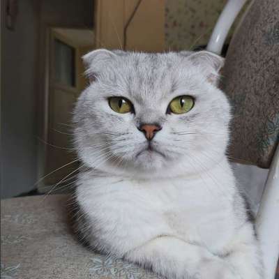 Ozi Erkek British Shorthair