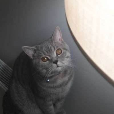 Pika Erkek British Shorthair