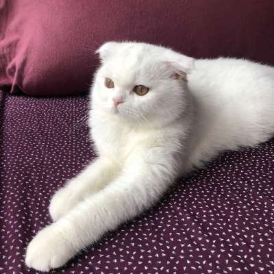 Milan Erkek Scottish Fold