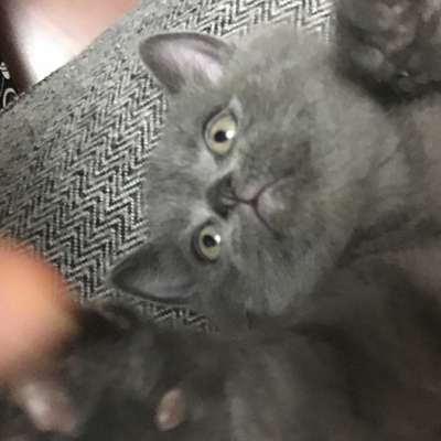 Pablo Erkek British Shorthair