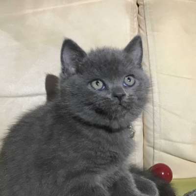 Pablo Erkek British Shorthair