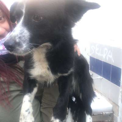 Lena  Dişi Border Collie