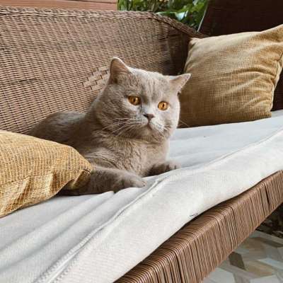 Duman  Erkek British Shorthair