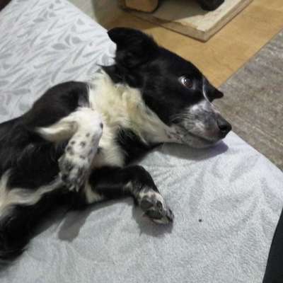 Lena  Dişi Border Collie