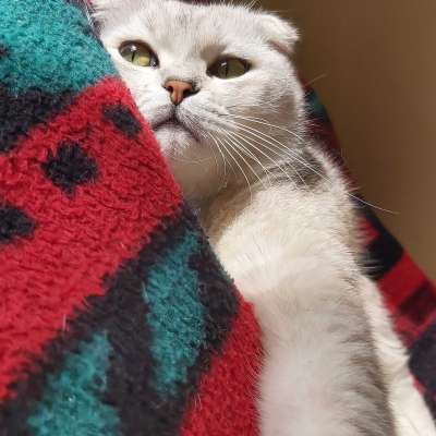 Ozi Erkek British Shorthair