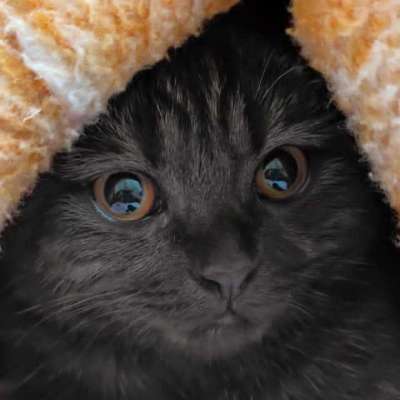 Çiko Dişi Scottish Fold