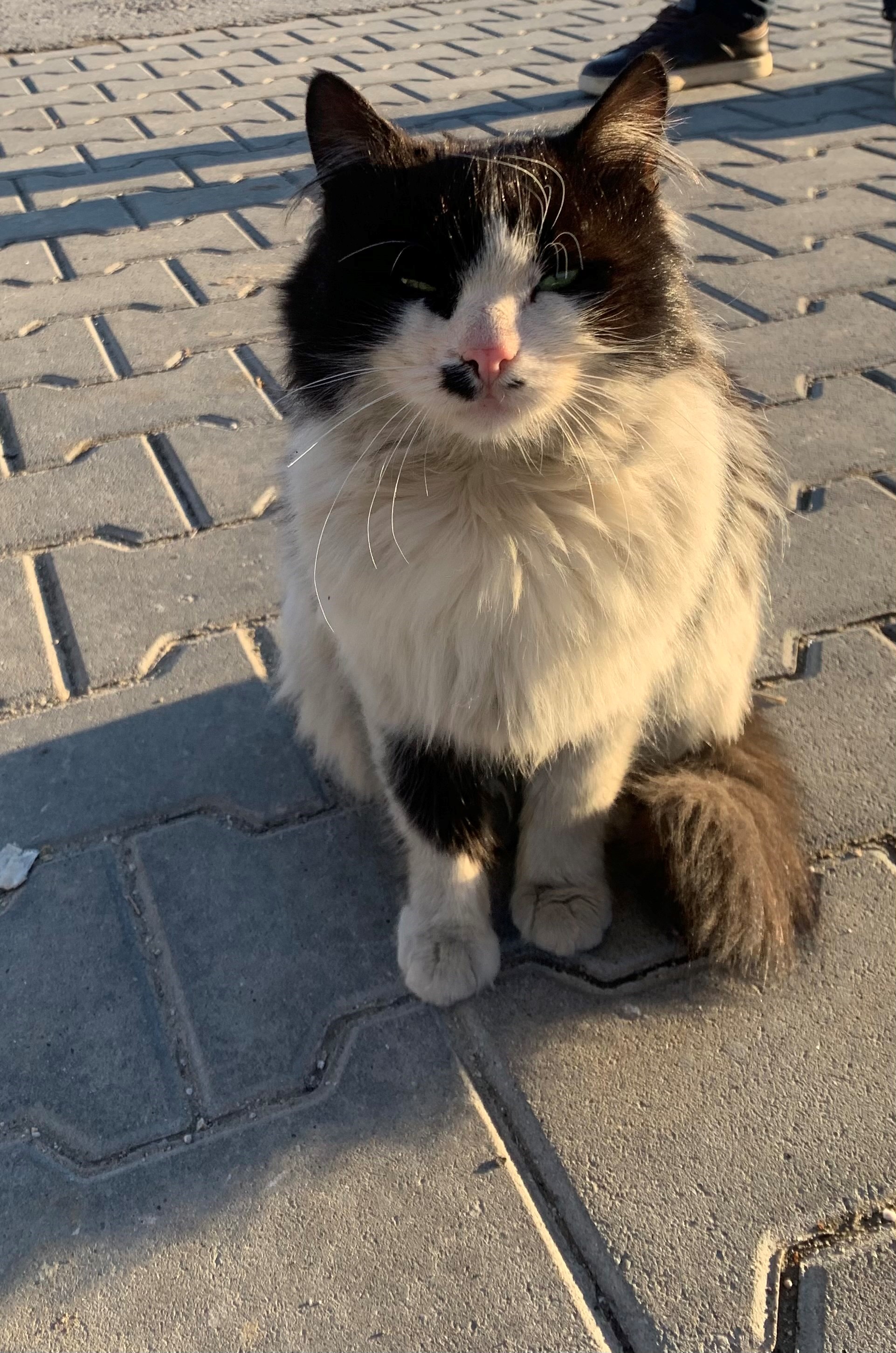 Cana Yakın Smokin Cinsi Kedi Yuv, Ücretsiz Kedi, Ankara