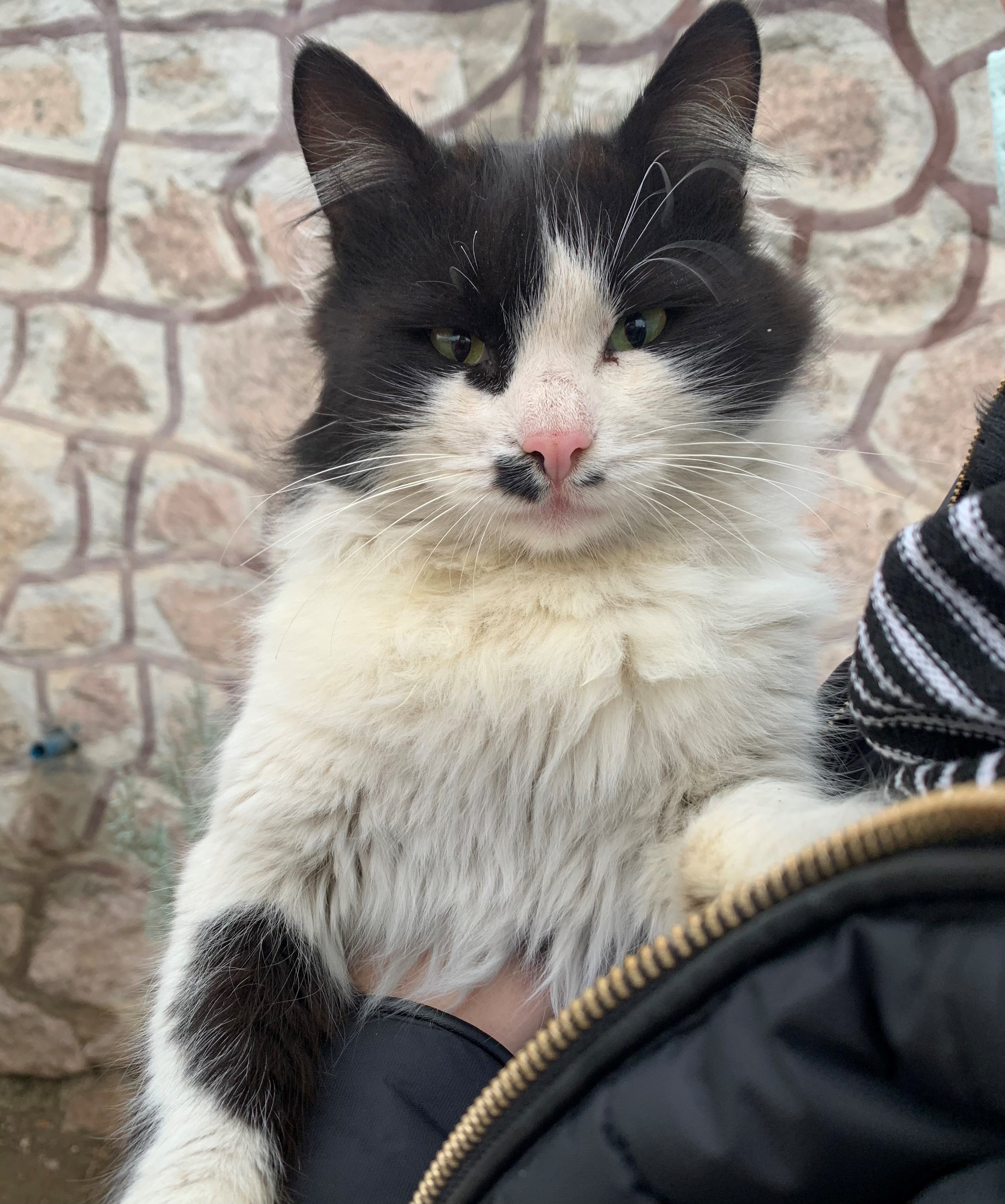 Cana Yakın Smokin Cinsi Kedi Yuv, Ücretsiz Kedi, Ankara