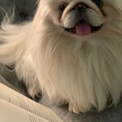 Nisus Erkek Pekingese