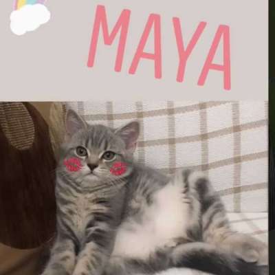 Maya Dişi British Shorthair