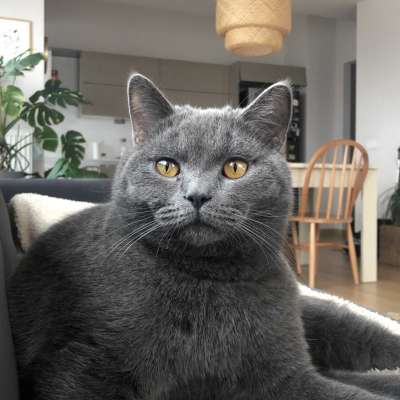 Frank Erkek British Shorthair