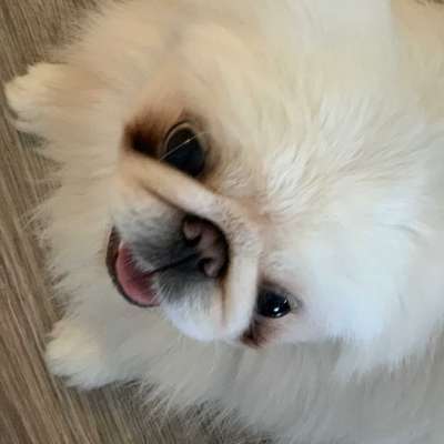 Nisus Erkek Pekingese