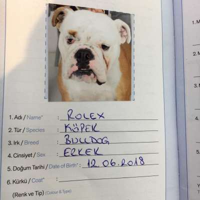 Rolex Erkek İngiliz Bulldog