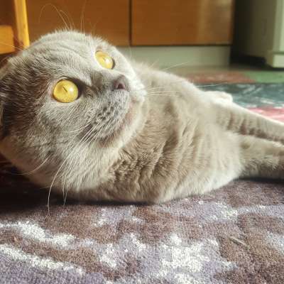 Samuray Erkek Scottish Fold