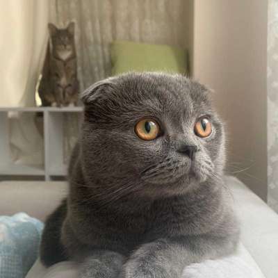 Machu Erkek Scottish Fold