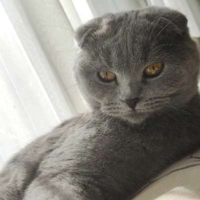 Hellim Erkek Scottish Fold