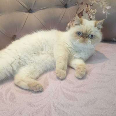 şeker Dişi Exotic Shorthair