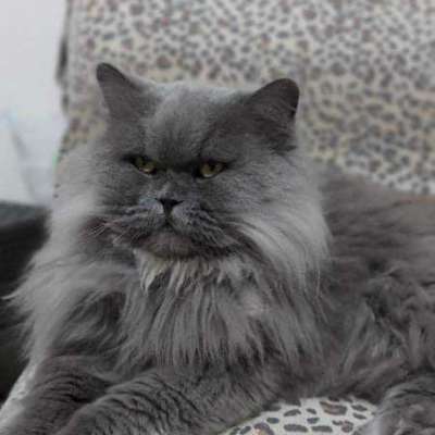 Pablo Erkek British Shorthair