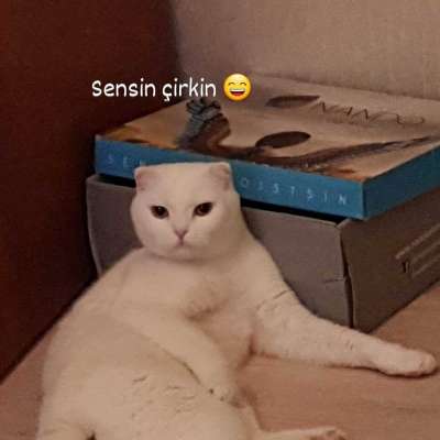 Pamuk Dişi Scottish Fold