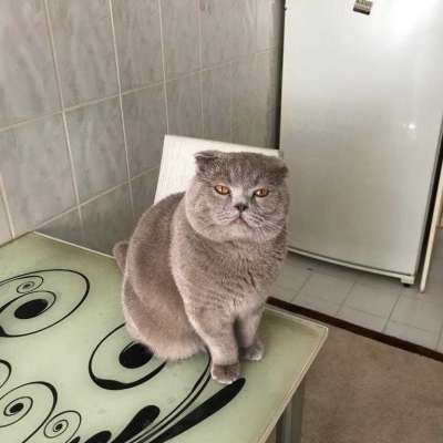 Duman Erkek Scottish Fold