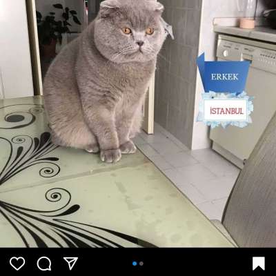 Duman Erkek Scottish Fold