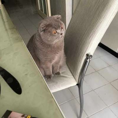 Duman Erkek Scottish Fold