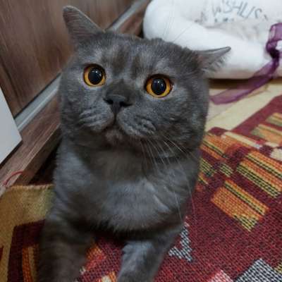 Duman  Erkek British Shorthair