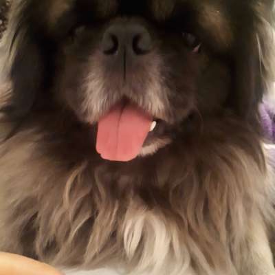 boni Erkek Pekingese