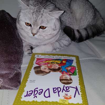 Şeker Erkek British Shorthair