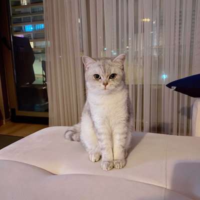 Eyşan  Dişi British Shorthair