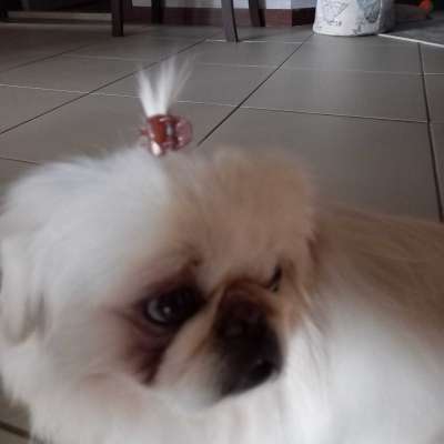 paşa Erkek Pekingese