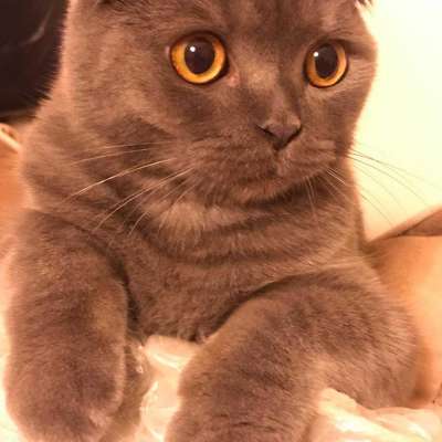 Duman Bilinmiyor Scottish Fold